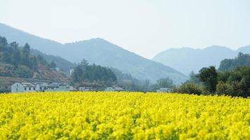 das schön Landschaft Landschaft voll von das Gelb Öl Blumen Blühen im das Feld im Frühling foto