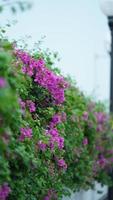 das schön Blumen Blühen im das Park von das Stadt im Sommer- foto