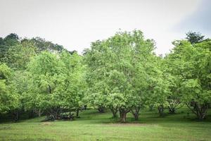 Tamarindenbaum im tropischen Obstgarten des Gartens foto
