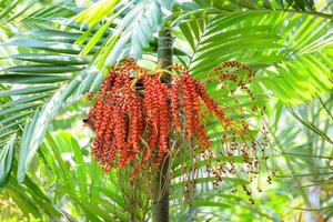 Datum Palme Obst reif - - Abdichtung Wachs Palme auf das Baum foto