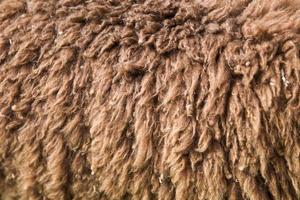 Nahaufnahme von Alpaka-Wolle foto