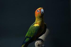 Sonne conure Papagei oder Vogel schön ist aratinga schwarz Hintergrund foto