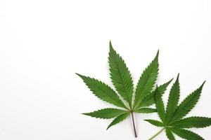 frisches Cannabisblatt oder Marihuana auf weißem Hintergrund. natur, medizinkonzept und layout eines rahmens aus cannabisblättern. foto