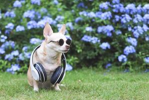 brauner chihuahua-hund, der sonnenbrille und kopfhörer um den hals trägt, sitzt auf grünem gras im garten mit lila blumenhintergrund und betrachtet den kopienraum. foto