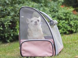 braun kurz Haar Chihuahua Hund Sitzung im Haustier Träger Rucksack mit geöffnet Fenster, suchen beim Kamera. foto