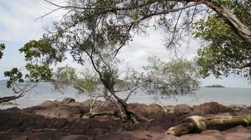 Mangrove Bäume und schattig felsig Strände mit Meer Hintergrund. foto