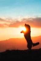 großer schwarzer Hund, der auf zwei Pfoten in der Silhouette in einem bunten Sonnenuntergang angehoben wird foto