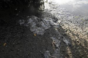 viele Manta Strahlen Adler Strahl ist gestorben Fisch auf das Ufer foto