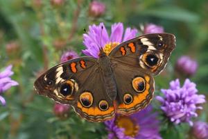 Rosskastanie Schmetterling auf Neu England Aster foto