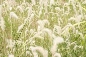 schließen oben Blümchen , Poaceae , Gras Blumen Hintergrund foto