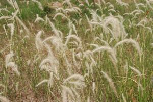 schließen oben Blümchen , Poaceae , Gras Blumen Hintergrund foto