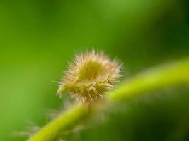 Makro Fotografie Natur Hintergrund foto