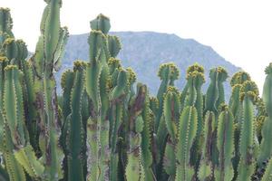 Fauna und Flora von das Insel von gran Canaria im das atlantisch Ozean foto