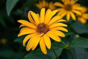 feine wild wachsende Blume Aster falsche Sonnenblume auf der Hintergrundwiese foto