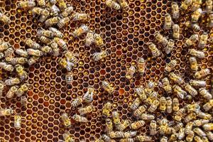 abstrakte Sechseckstruktur ist mit Bienenwabe gefüllt, gefüllt foto