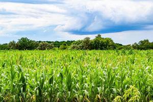 Fotografie zum Thema Big Corn Farm Field für die Bio-Ernte foto