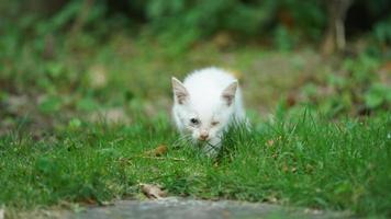 eine süße katze, die sich im hof ausruht foto