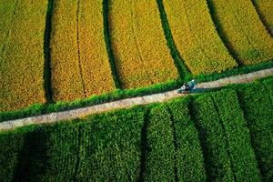 schöne Morgenansicht Indonesien Panoramalandschaft Reisfelder mit Schönheitsfarbe und natürlichem Himmelslicht foto