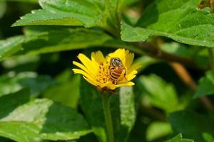 selektiv Fokus von Gelb Singapur täglich Blume mit Insekt Sammeln Pollen. schließen oben von Biene und wedelia Blume. Honig Biene Ernte Pollen Körner. Gegenstand Center Komposition Makro Natur Hintergrund foto