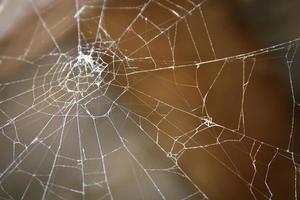 Spinne Netz Textur Hintergrund foto