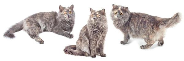 grau Katzen auf Weiß Hintergrund foto