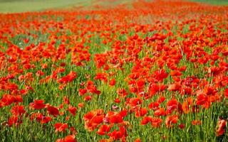 Mohn Feld Aussicht foto