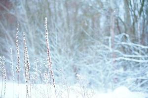 Winter Weihnachten idyllisch Landschaft. Weiß Bäume im Wald bedeckt mit Schnee foto