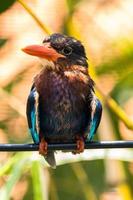 das Javan Eisvogel halcyon Cyanoventris, manchmal namens das Blau aufgebläht Eisvogel oder Java Eisvogel foto