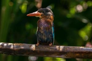 das Javan Eisvogel halcyon Cyanoventris, manchmal namens das Blau aufgebläht Eisvogel oder Java Eisvogel foto