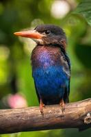 das Javan Eisvogel halcyon Cyanoventris, manchmal namens das Blau aufgebläht Eisvogel oder Java Eisvogel foto