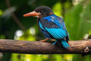 das Javan Eisvogel halcyon Cyanoventris, manchmal namens das Blau aufgebläht Eisvogel oder Java Eisvogel foto