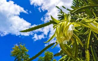 Blume und Pflanze von ein Drachen Obst Pitaya im playa del carmen Mexiko. foto