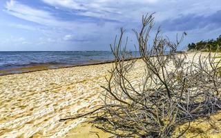karibischer strand tannenpalmen im dschungelwald natur mexiko. foto