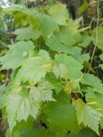 selektiv Fokus zu jung Grün Traube Blätter. Weicher Fokus foto