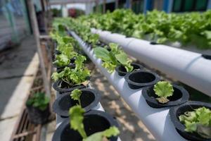 selektiv Fokus auf Grüner Salat mit das hydroponisch Methode, das Konzept von Gartenarbeit im das Hof von das Haus foto