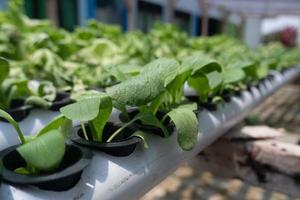 selektiv Fokus auf Grüner Salat mit das hydroponisch Methode, das Konzept von Gartenarbeit im das Hof von das Haus foto