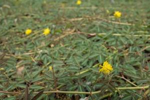 wenig wild Blume Pflanze mit Dorn und dekorativ Blume wann Blüte. das Foto ist geeignet zu verwenden zum Natur Hintergrund und dekorativ Blume Hintergrund.