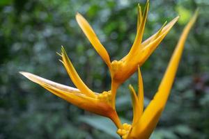 wenig wild Blume Pflanze mit Dorn und dekorativ Blume wann Blüte. das Foto ist geeignet zu verwenden zum Natur Hintergrund und dekorativ Blume Hintergrund.