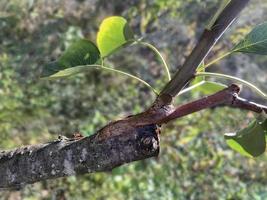 Birne Ast mit gepfropft schießen, gepfropft Birne Baum mit Blätter, Pfropfung mit Neu Geäst, Ameise kriechen auf Birne Zweig, Gartenarbeit Technik, organisch Gartenarbeit, Frühling Erwachen, Ökologie, Nahansicht. foto