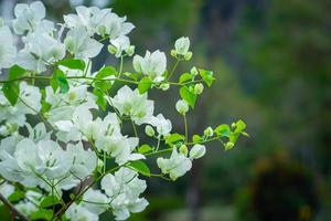 schön Bougainvillea, Weiß Bougainvillea Blumen, Weiß Blumen aussehen mögen Papier, selektiv Punkt, verwenden Hintergrund, foto