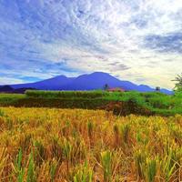 Foto von Grün Reis Felder mit klar Himmel