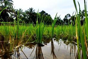 Foto von Grün Reis Felder