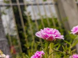 ein schließen oben von Rosa Portulaca Grandiflora Blume foto