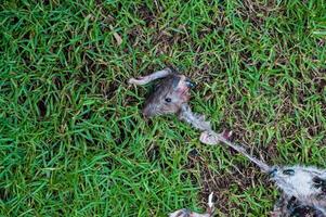 verfaulte tote Ratte hatte von Fliegen auf Grasgrund gefressen, Fliegenzucht und Fortpflanzung darauf. es tot von Katzen, tote Ratte, eine Ratte, die Käfer essen foto