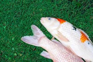 Tote Karpfenfische oder Koi-Karpfenfischkrankheiten, die auf dem grünen Gras infiziert sind foto