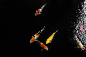 koi schwimmen in einem wassergarten, bunte koi-fische, detail von bunten japanischen karpfenfischen, die im teich schwimmen foto