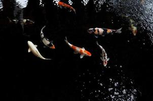 koi schwimmen in einem wassergarten, bunte koi-fische, detail von bunten japanischen karpfenfischen, die im teich schwimmen foto