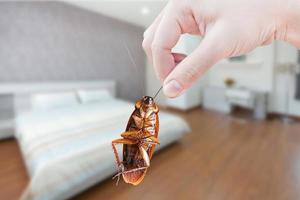 Hand halten Kakerlake auf Zimmer im Haus Hintergrund, beseitigen Kakerlake im Zimmer Haus, Kakerlaken wie Träger von Krankheit foto