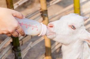 Babyziege mit Milchflasche auf dem Bauernhof füttern, die hungrige Ziege mit Milch füttern foto