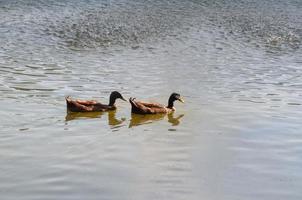 See mit und Enten im Wasser, Nordthailand foto